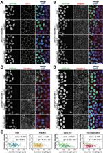 Claudin 3 Antibody in Immunocytochemistry (ICC/IF)