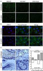 JAM-A (CD321) Antibody in Immunocytochemistry (ICC/IF)