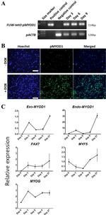 MYOD Antibody in Immunocytochemistry (ICC/IF)