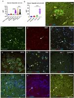 IL-6 Antibody in Immunohistochemistry (IHC)