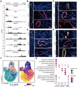 RBP7 Antibody in Immunohistochemistry (PFA fixed) (IHC (PFA))