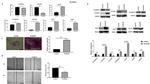 TGF beta-1 Antibody in Western Blot (WB)