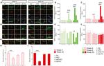 TLR4 Antibody in Immunohistochemistry (IHC)