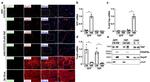 Cardiac Troponin T Antibody in Western Blot, Immunocytochemistry (WB, ICC/IF)