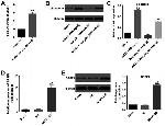 SRSF1 Antibody in Western Blot (WB)