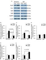 MYBPH Antibody in Western Blot (WB)