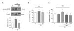 BDNF Antibody in Western Blot (WB)