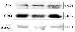 CD81 Antibody in Western Blot (WB)