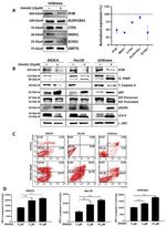 AIF Antibody in Western Blot (WB)