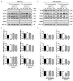 P-Glycoprotein Antibody in Western Blot (WB)