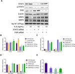 MRP4 Antibody in Western Blot (WB)