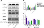 MRP4 Antibody in Western Blot (WB)