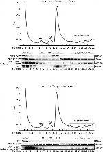 RFP Antibody in Western Blot (WB)