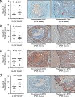 Claudin 4 Antibody in Immunohistochemistry (IHC)