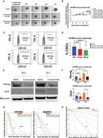 Nanog Antibody in Western Blot (WB)