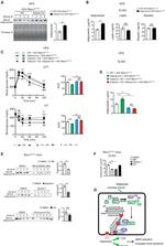 Adiponectin Antibody in Western Blot (WB)