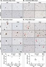 Phospho-Nrf2 (Ser40) Antibody in Immunohistochemistry (IHC)