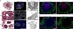 Cardiac Troponin T Antibody in Immunocytochemistry (ICC/IF)