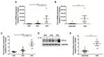 MCP-1 Antibody in Western Blot (WB)