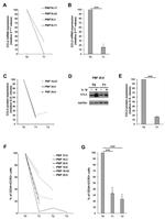 MCP-1 Antibody in Western Blot (WB)