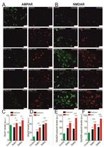 GluR2 Antibody in Immunocytochemistry (ICC/IF)