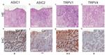 ASIC2 Antibody in Immunohistochemistry (IHC)