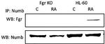 NUMB Antibody in Immunoprecipitation (IP)