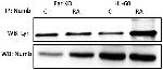 NUMB Antibody in Immunoprecipitation (IP)