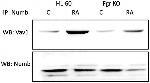 NUMB Antibody in Immunoprecipitation (IP)