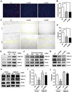 CMKLR1 Antibody in Western Blot (WB)