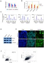 Nanog Antibody in Western Blot, Immunocytochemistry (WB, ICC/IF)