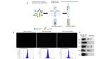 TSG101 Antibody in Western Blot (WB)