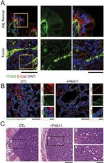 CD49e (Integrin alpha 5) Antibody in Immunohistochemistry (Frozen) (IHC (F))