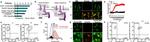 F4/80 Antibody in Flow Cytometry (Flow)