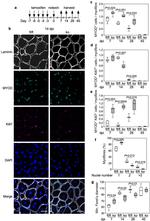 MYOD Antibody in Immunocytochemistry (ICC/IF)