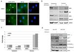 ACE2 Antibody in Western Blot (WB)