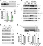 Adiponectin Antibody in Western Blot (WB)