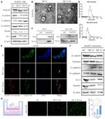 TSG101 Antibody in Western Blot (WB)