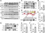 Thrombospondin 1 Antibody in Western Blot, Immunoprecipitation (WB, IP)