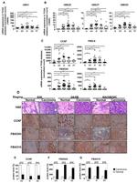 Cyclin F Antibody in Immunohistochemistry (IHC)