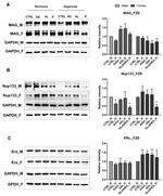 Estrogen Receptor alpha Antibody in Western Blot (WB)