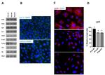 ZO-1 Antibody in Western Blot, Immunocytochemistry (WB, ICC/IF)