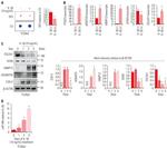 ADAMTS5 Antibody in Western Blot (WB)