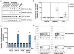 PTBP1 Antibody in Western Blot (WB)