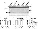 TFAM Antibody in Western Blot (WB)