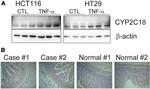 CYP2C18 Antibody in Immunohistochemistry (IHC)