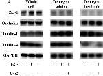 Claudin 1 Antibody in Western Blot (WB)