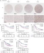 IER5 Antibody in Immunohistochemistry (IHC)