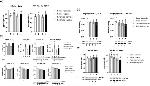 VEGF Receptor 2 Antibody in Western Blot (WB)