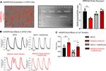 SERCA2 ATPase Antibody in Western Blot (WB)